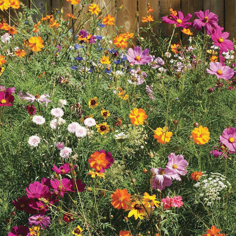 Bentley Seed Co. - Thankful Grateful Blessed - Wildflower Mix Seed Packets
