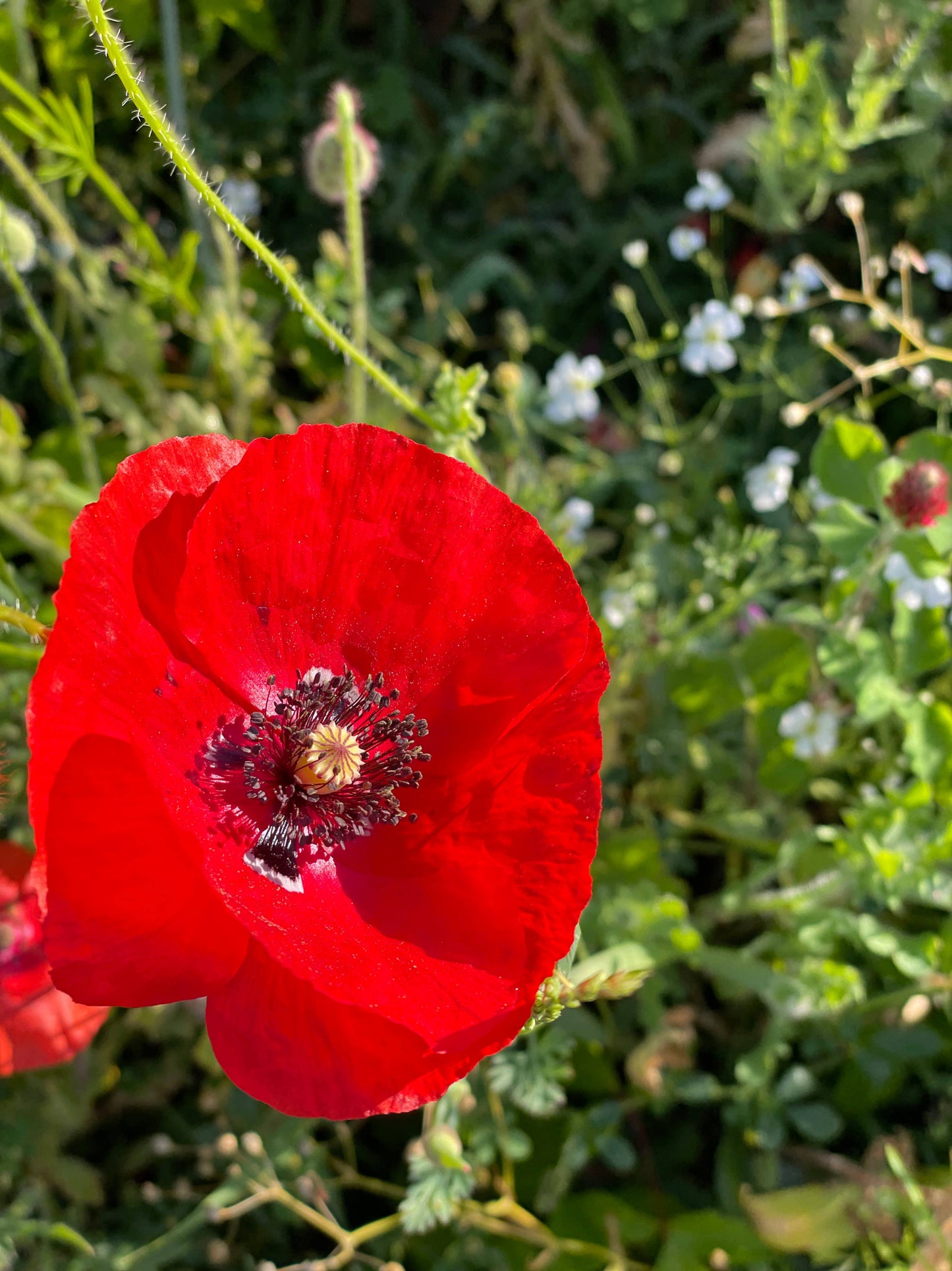 Bentley Seed Co. - In Our Hearts Remembrance Memorial - Flanders Poppy