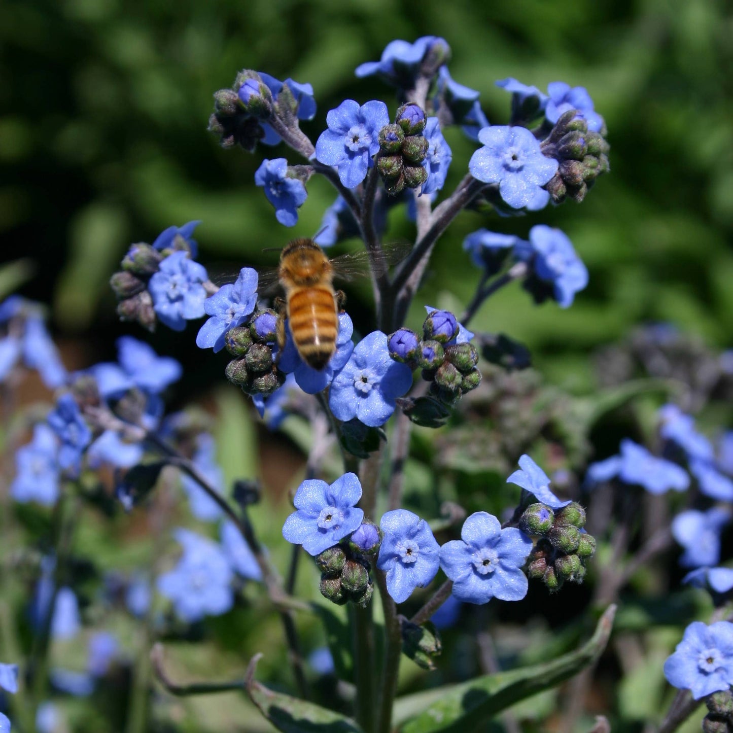 Bentley Seed Co. - In Remembrance Love Left Behind Forget Me Not Seed Packets