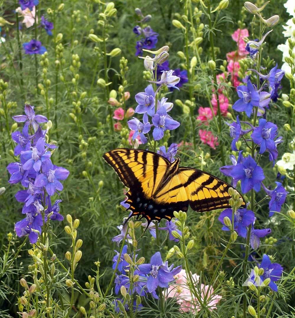 Bentley Seed Co. - Happy Mother's Day - Bird & Butterfly Attracting Mix