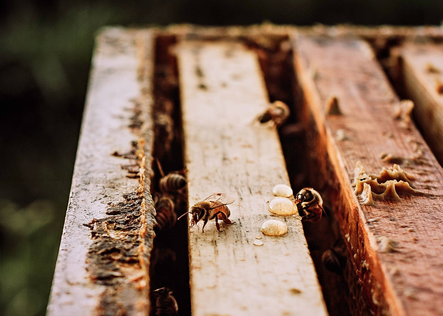 The Beekeeper's Daughter - 24oz. Honey Bear - Raw Wildflower Honey