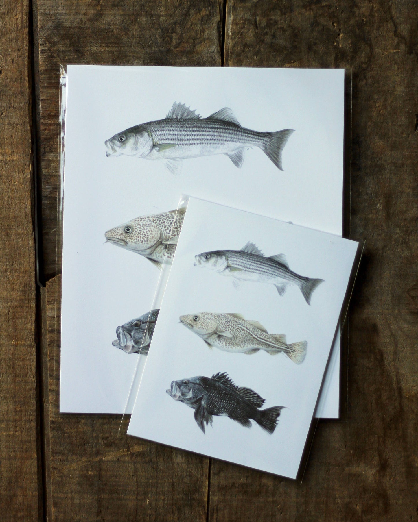 stück in the studio - fishes of cape cod - print