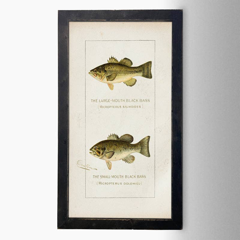 ginger blue - Fish-Bass