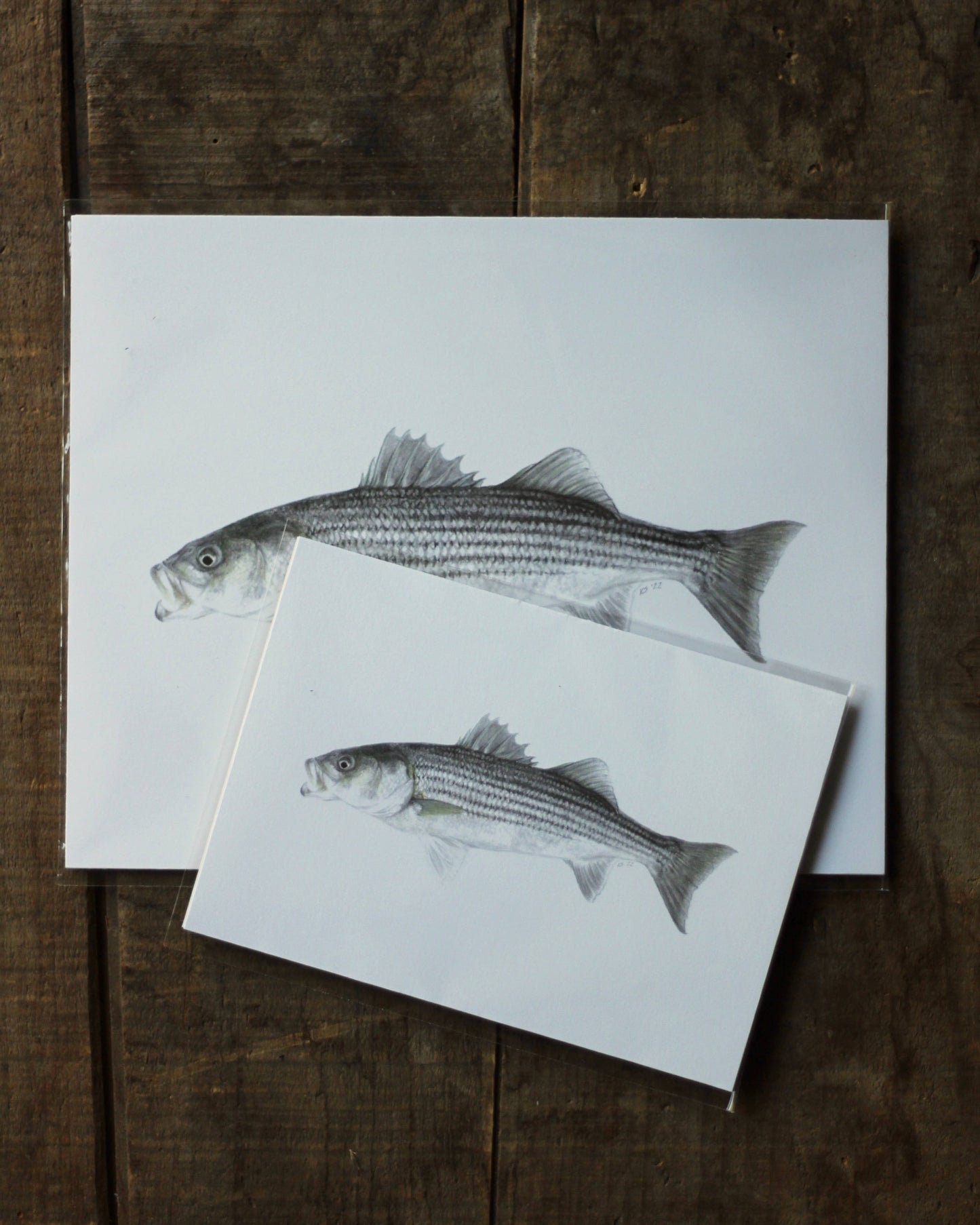 stück in the studio - striped bass - print