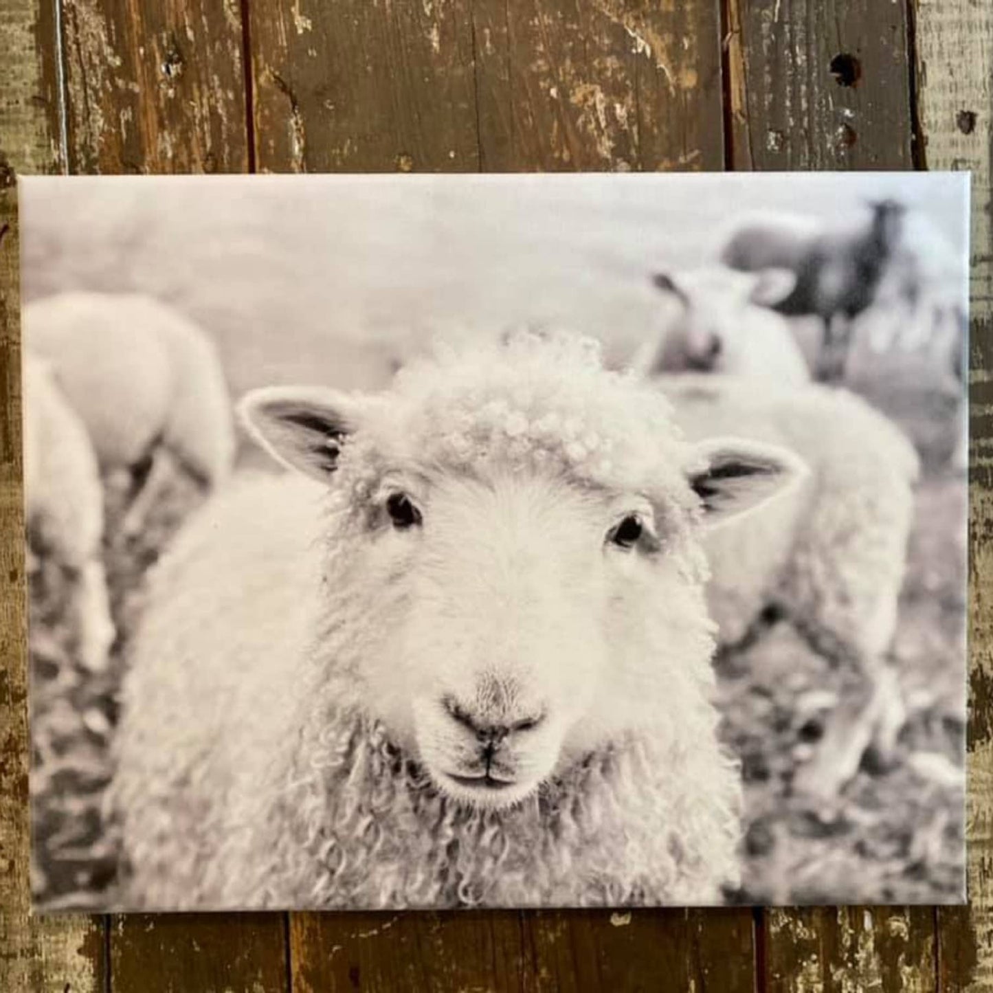 Rustic Nester - Lamb Sheep Farm Animal Photography Art Print Farmhouse Decor