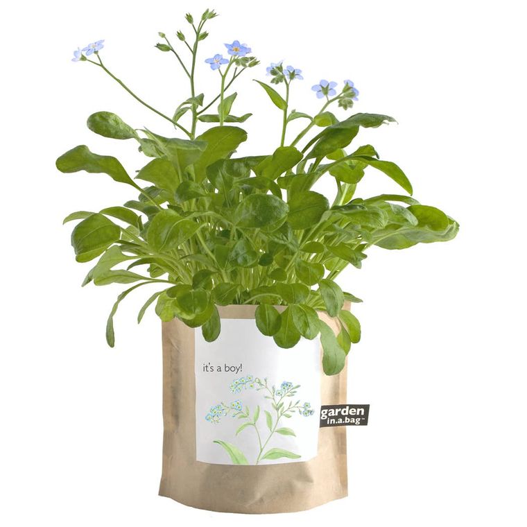 Garden in a Bag | It's a Boy