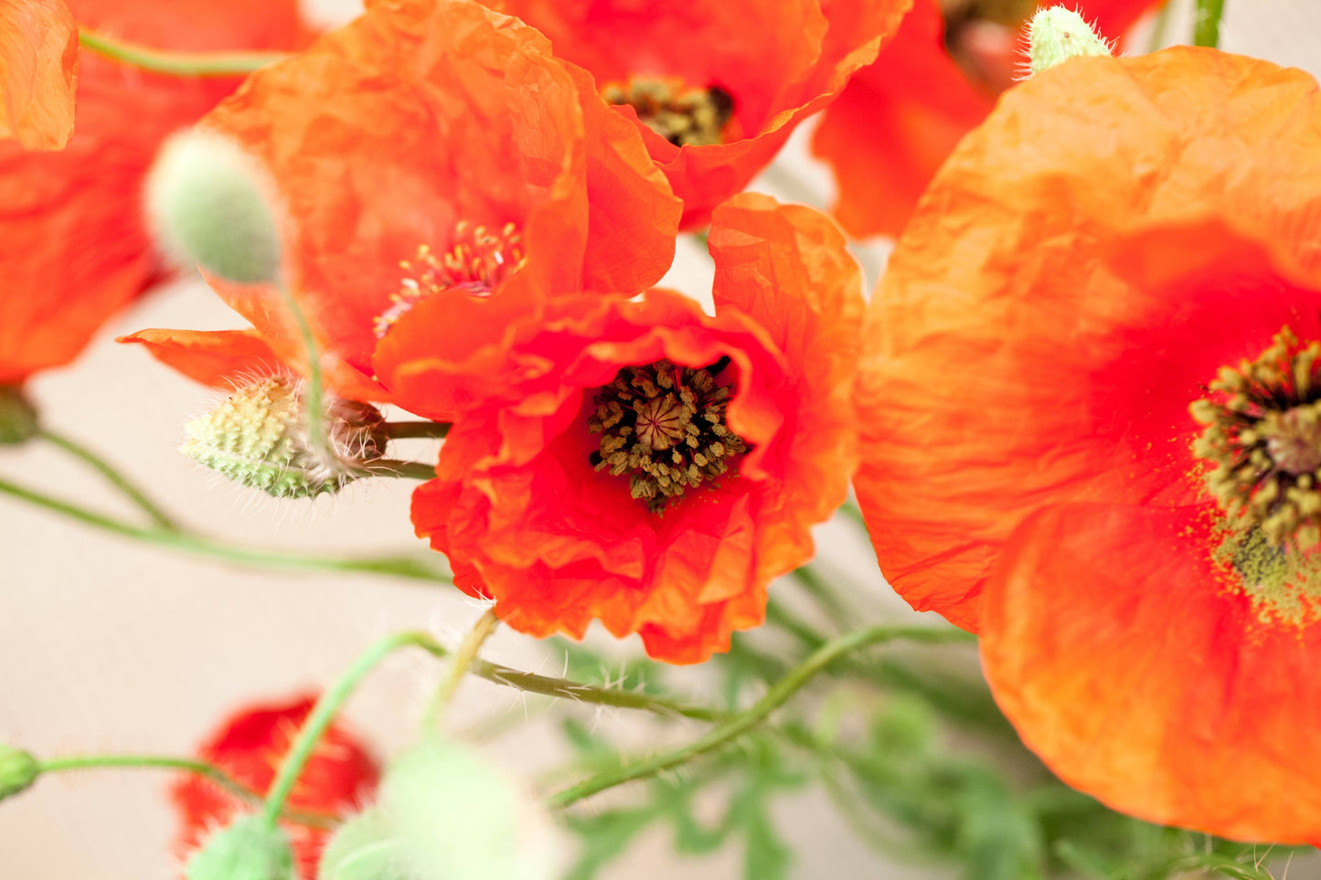 Bentley Seed Co. - Memorial Cardinal - Flanders Poppy Seed Packets