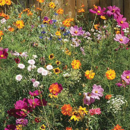 Bentley Seed Co. - All Things Are Possible - Wildflower Seed Packets