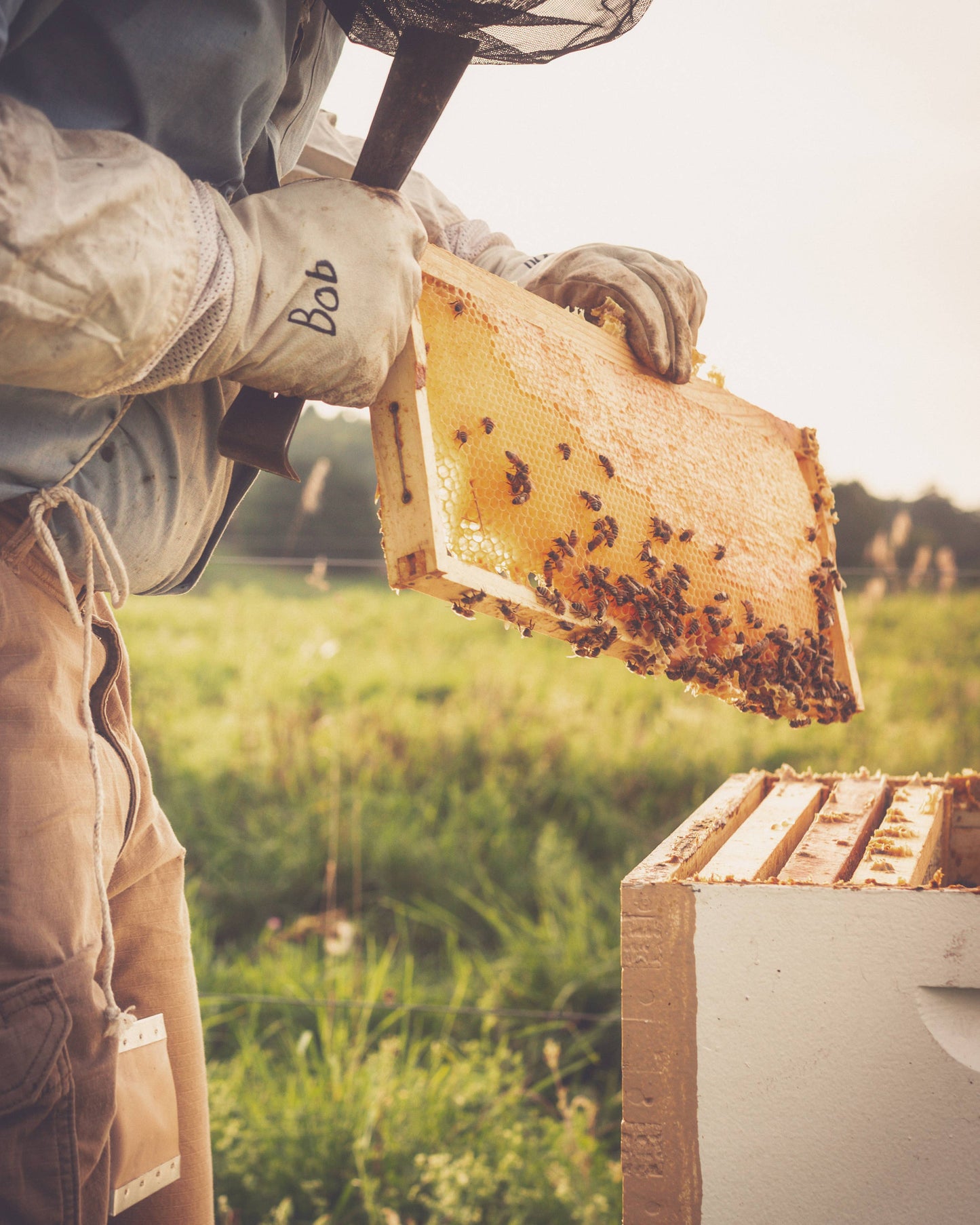 The Beekeeper's Daughter - 24oz. Honey Bear - Raw Wildflower Honey
