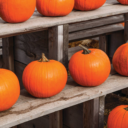 Bentley Seed Co. - Happy Halloween Jack O'Lantern - Spookie Pumpkin Seed Packet
