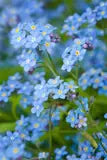 Bentley Seed Co. - Help Us Grow Forget Me Not - Forget Me Not Seed Packets