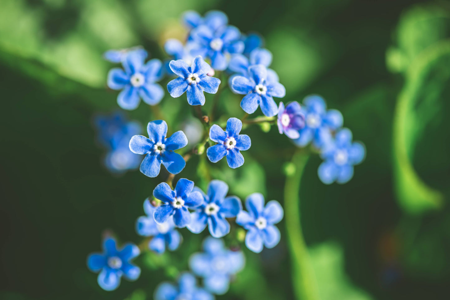Bentley Seed Co. - Seeds of Remembrance Memorial - Forget Me Not Seed Packets