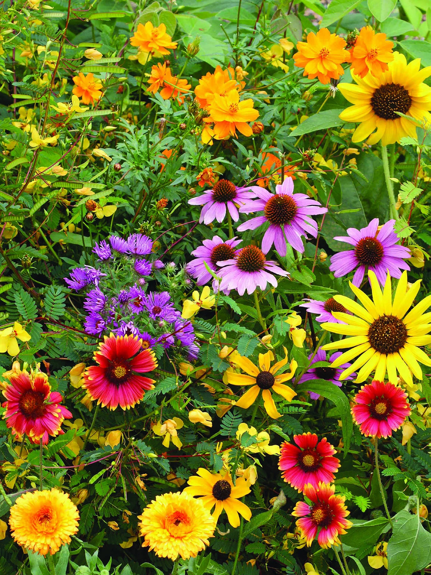 Bentley Seed Co. - Grateful Memories - Bird and Butterfly Wildflower Mix