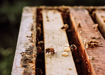 The Beekeeper's Daughter - 24oz. Honey Bear - Raw Wildflower Honey