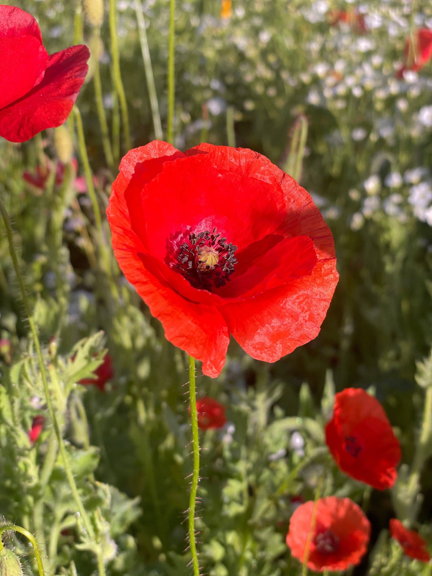 Bentley Seed Co. - Memorial Cardinal - Flanders Poppy Seed Packets