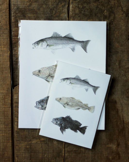 stück in the studio - fishes of cape cod - print