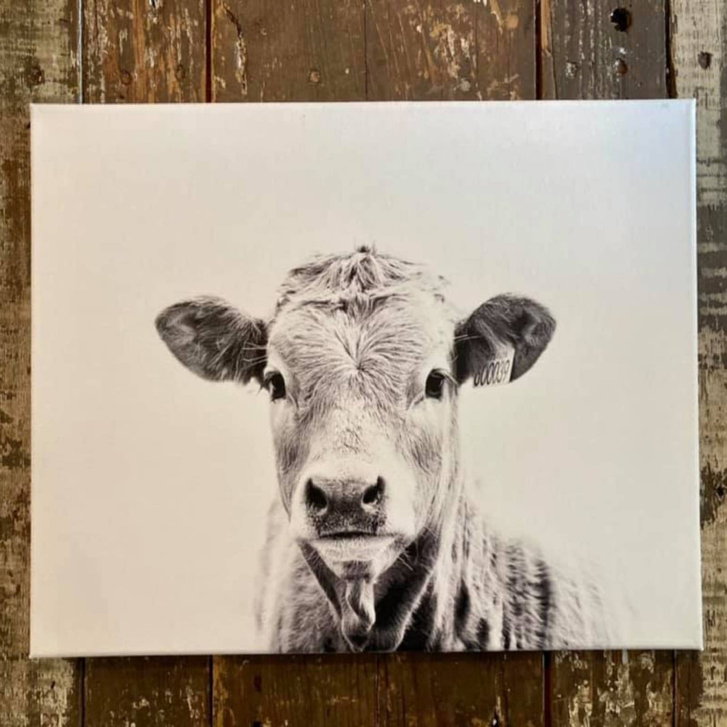 Rustic Nester - Baby Cow Farmhouse wall, shelf, mantle decor. Farm animal