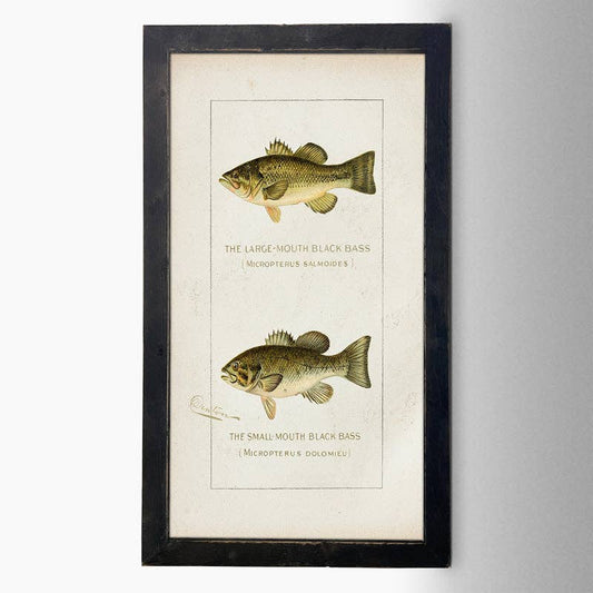 ginger blue - Fish-Bass