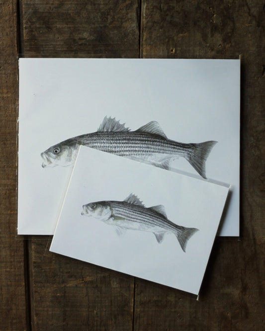 stück in the studio - striped bass - print