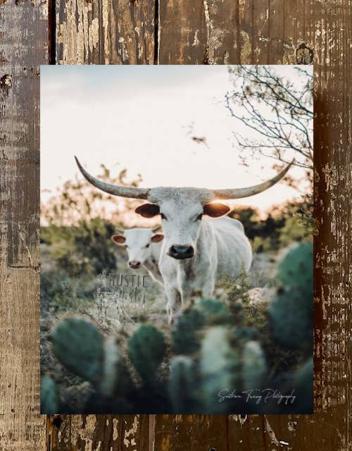 Rustic Nester - Longhorn cow photography canvas wall art print,  Farm decor