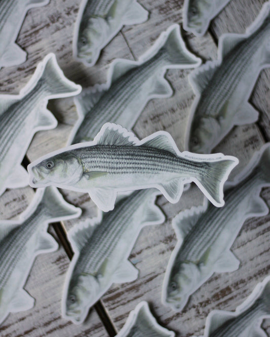 stück in the studio - striped bass - sticker