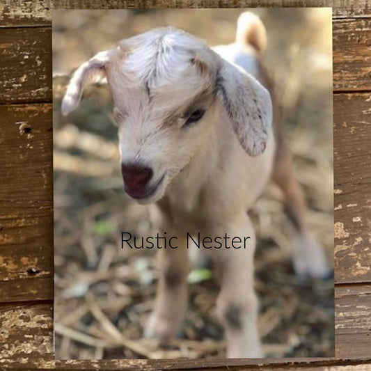 Rustic Nester - Goat photo canvas print, Farm Animal home decor picture