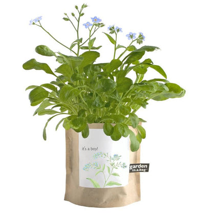 Garden in a Bag | It's a Boy